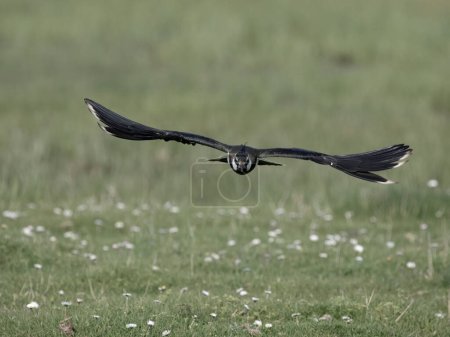Lapwing norte, Vanellus vanellus, ave soltera en vuelo, Kent, abril de 2024