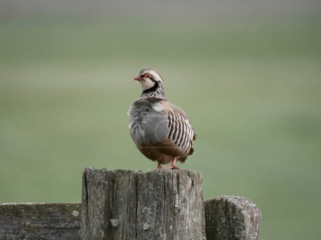 Red-legged partridge, Alectoris rufa, Single bird on post, Kent, April 2024