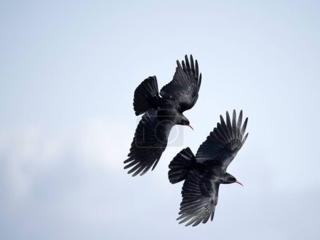 Rotschnabelhuhn, Pyrrhocorax pyrrhocorax, zwei Vögel im Flug, Wales, April 2024 