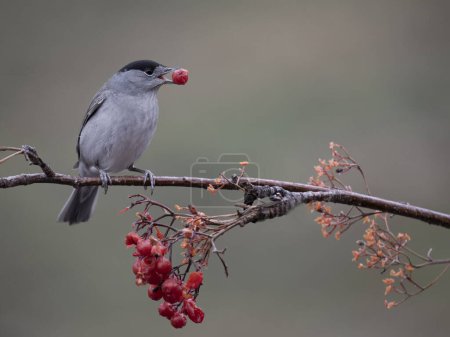 Blackcap, Sylvia atricapilla, single male on branch with berries, Norway, May 2024