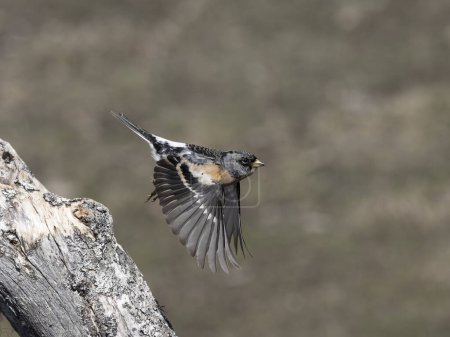 Brambling, Fringilla montifringilla, single male in flight, Norway, May 2024