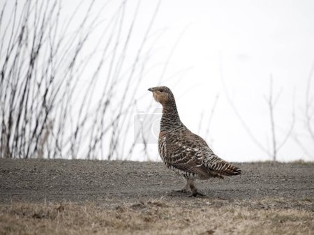 Capercaillie, Tetrao urogallus, single female on ground, Norway, May 2024