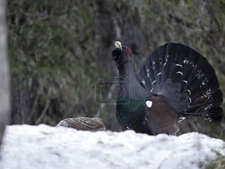 Capercaillie, Tetrao urogallus, single male in snow with female at lek or display ground, Norway, May 2024