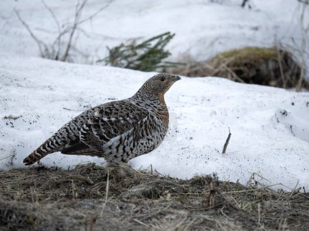 Auerhuhn, Tetrao urogallus, einzelnes Weibchen auf dem Boden im Schnee, Norwegen, Mai 2024