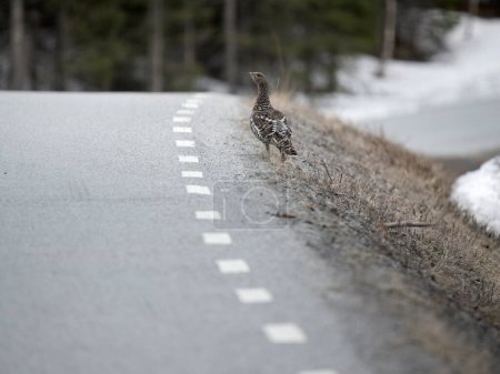 Capercaillie, Tetrao urogallus, hembra soltera al lado de la carretera, Noruega, mayo 2024