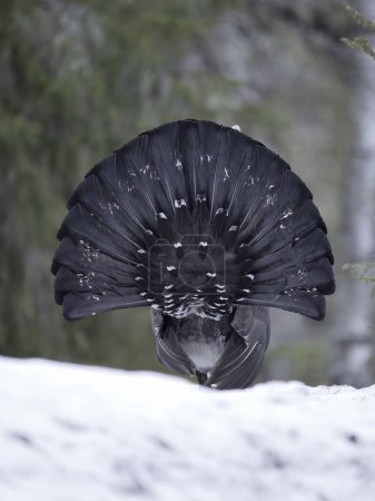 Auerhuhn, Tetrao urogallus, einzelnes Männchen im Schnee am Lek oder Ausstellungsgelände, Norwegen, Mai 2024