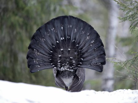 Capercaillie, Tetrao urogallus, macho soltero en nieve en lek o terreno de exhibición, Noruega, mayo de 2024