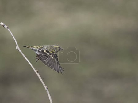 Siskin, Carduelis spinus, single bird in flight, Norway, May 2024
