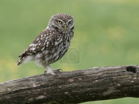Little owl, Athene noctua, single bird on branch, Worcestershire, May 2024