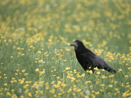 Torre, Corvus frugilegus, ave soltera en la hierba, Worcestershire, mayo de 2024