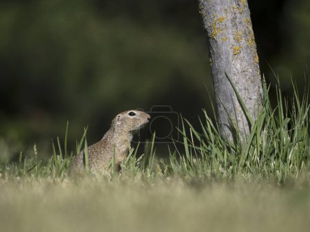 European ground squirrel or souslik, Spermophilus citellus, single mammal on grass, Austria, May 2024