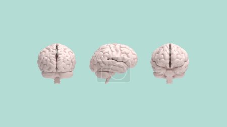 Photo for 3D rendering. The front side of the human brain is responsible for movement and sensation, while the back is responsible for vision and processing visual information. Isolated - Royalty Free Image