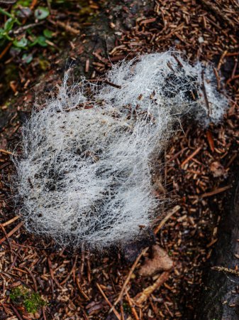 Photo for Fragment of not fresh mouldy animal feces in nature. The thing covered with scary dew mold fibers - Royalty Free Image