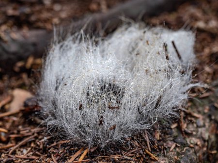 Photo for Dew mold on excrement on the ground in nature. Animal feces covered with mold fibers - Royalty Free Image