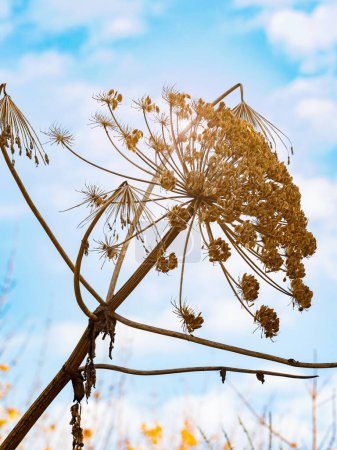 Téléchargez les photos : Hogweed géant, vieille fleur sèche avec des graines. Poison Heracleum sphondylium, croissant dans la nature - en image libre de droit