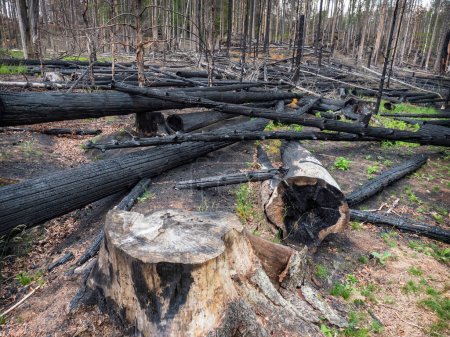 Téléchargez les photos : Les pompiers abattent les arbres pour lutter plus efficacement contre l'incendie. Grande tragédie dans le parc naturel - en image libre de droit