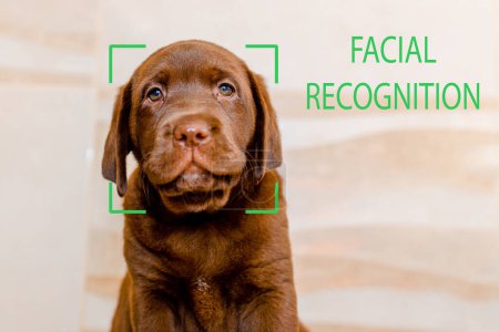 Biometric verification.Facial recognition.brown labrador puppy face recognition.Closeup.