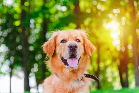 Foto de Retrato de perro labrador dorado sentado sobre la hierba sobre el fondo de un verde atardecer.. - Imagen libre de derechos