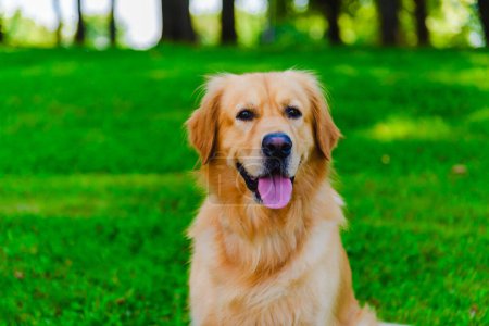 Foto de Retrato de perro labrador dorado sentado sobre la hierba sobre el fondo de un bosque verde.Día de verano.Primeros planos. - Imagen libre de derechos