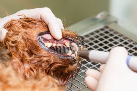 The concept of oral hygiene in a dog, the dog's teeth are cleaned in a veterinary clinic.