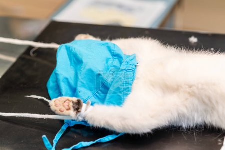 Foto de Un gato anestesiado está acostado en la mesa de operaciones esperando cirugía en una clínica veterinaria. - Imagen libre de derechos
