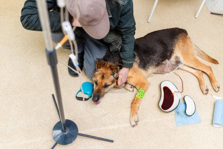 A sick dog receives a drip at a veterinary clinic.