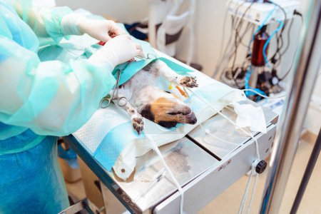 Im Operationssaal der Tierklinik wird der Hund am Bauch operiert. Tierkranker Hund Jack Russell Terrier liegt betäubt auf Operationstisch.