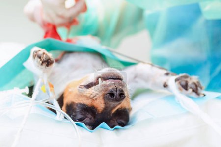 Im Operationssaal der Tierklinik wird der Hund am Bauch operiert. Tierkranker Hund Jack Russell Terrier liegt betäubt auf dem Operationstisch. Nahaufnahme.