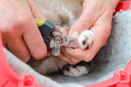 Ein Tierarzt führt den Nagelschnitt einer Katze durch. Nahaufnahme.