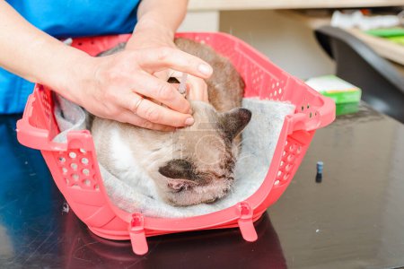 Foto de Un veterinario realiza un procedimiento de sedación en un gato de pulgas de gato. - Imagen libre de derechos