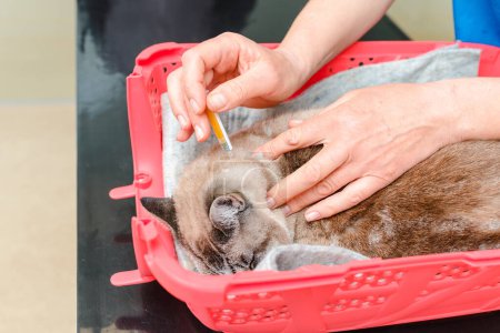 Foto de Un veterinario realiza un procedimiento de sedación en un gato de pulgas de gato. - Imagen libre de derechos
