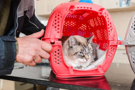 The owner of the cat is preparing the cat for an examination at the veterinary clinic.