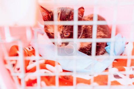 An upset kitten in a cage is waiting for an examination at a veterinary clinic.