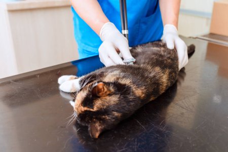 An anesthetized cat is examined with a stethoscope at a veterinary clinic.