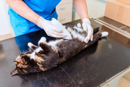 Cat hair removal before surgery