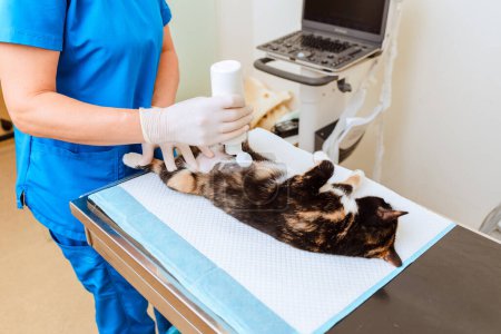 Eine Katze wird in einer Tierklinik auf ein Echokardiogramm vorbereitet