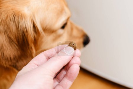 Golden labrador retriever perro no come comida para mascotas.