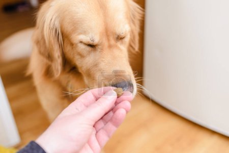 Téléchargez les photos : Golden labrador retriever chien ne mange pas de nourriture pour animaux de compagnie. - en image libre de droit