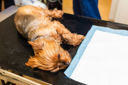 An anesthetized puppy dog lies on the examination table in the veterinary clinic.
