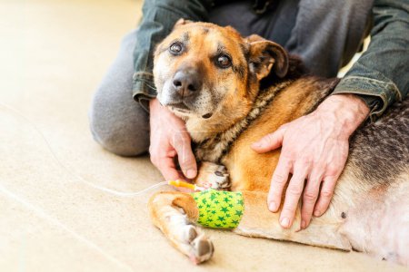 Oncología canina, quimioterapia, medicamentos de quimioterapia se administran al perro en la clínica veterinaria.