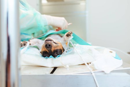 The dog is undergoing surgery in the veterinary hospital operating room. Animal sick dog Jack Russell Terrier lies anesthetized on the operating table.