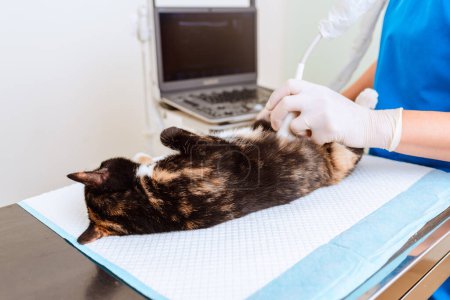 El gato tiene un diagnóstico de ultrasonido en la clínica veterinaria.