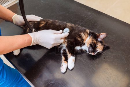 An anesthetized cat is examined with a stethoscope at a veterinary clinic.