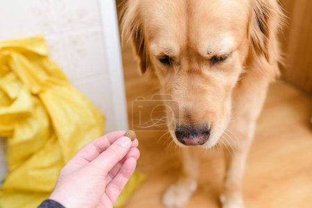Golden labrador retriever dog does not eat pet food.
