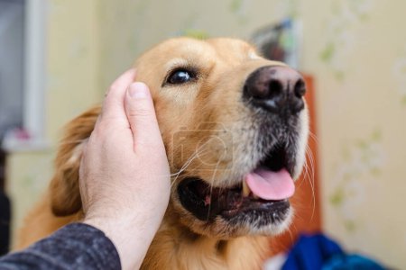 Golden Labrador Retriever Hund wird von seinem Besitzer gestreichelt und geliebt. Nahaufnahme.