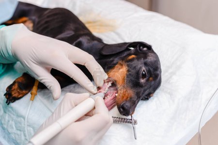 A veterinarian is cleaning the teeth of a dog breed dachshund at a veterinary clinic.