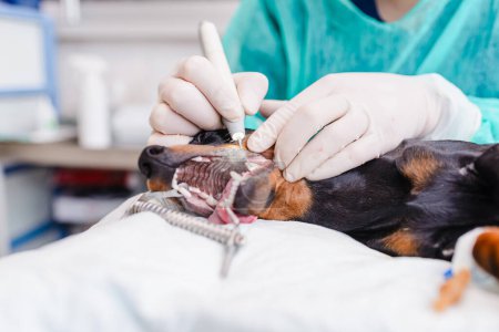 Photo for A veterinarian is cleaning the teeth of a dog breed dachshund at a veterinary clinic. - Royalty Free Image