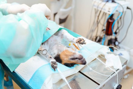 Im Operationssaal der Tierklinik wird der Hund operiert. Tierkranker Hund Jack Russell Terrier liegt betäubt auf Operationstisch.