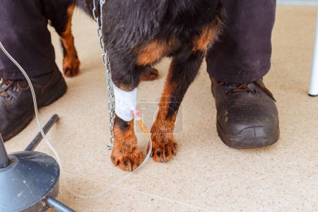 Oncologie animale, le chien reçoit une chimiothérapie à la clinique vétérinaire.