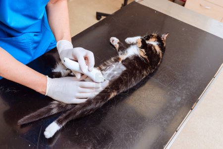 Betäubte Katzenhaare vor der Operation entfernen.